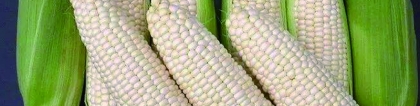 玉米的种类：玉米种类