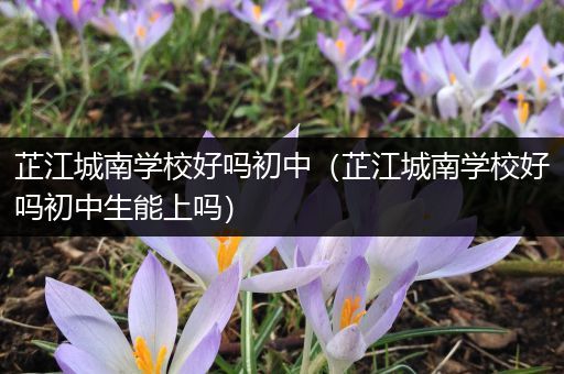 芷江城南学校好吗初中（芷江城南学校好吗初中生能上吗）
