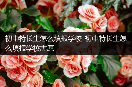 初中特长生怎么填报学校-初中特长生怎么填报学校志愿