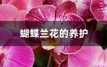 胡蝶兰：蝴蝶兰花的养护