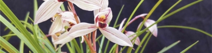 莲瓣兰：莲瓣兰的养殖方法和注意事项