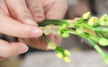 水培水仙：水培水仙花的养殖方法