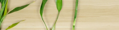节节高植物图片：节节高怎么养才茂盛，和富贵竹一样吗
