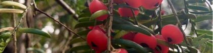 红豆杉盆景：红豆杉盆景养殖方法