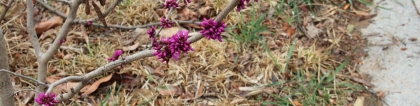 紫荆花寓意：紫荆的花语及传说