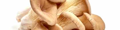 菌菇种植：菌菇怎么种植方法