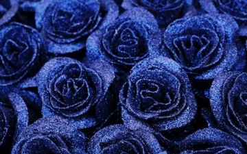 蓝色妖姬代表什么：蓝色妖姬的花语和寓意
