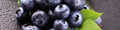 蓝莓种苗：蓝莓种子怎么种