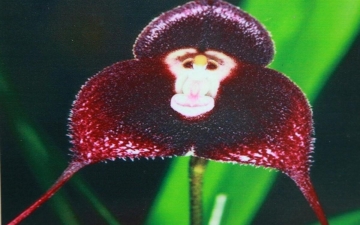 猴面兰：猴面兰花如何栽培